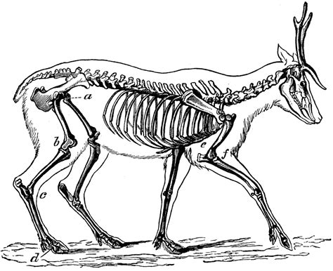 Skeleton Of The Deer Clipart Etc Deer Skeleton Animal Skeletons Deer