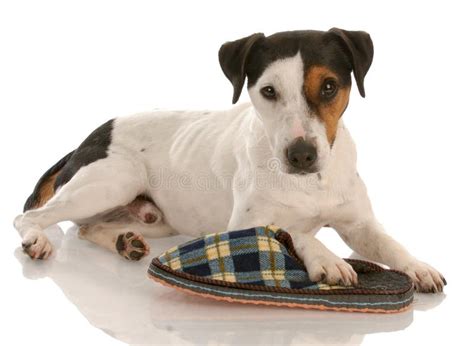 Dog Chewed Slipper Stock Photos Free And Royalty Free Stock Photos From