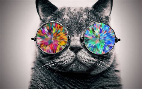 Short Haired Gray Cat Cat Glasses Animals Selective Coloring Hd