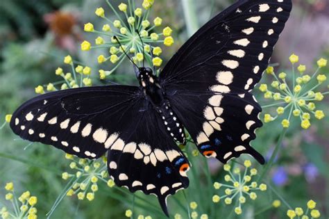 Black Swallowtail Butterfly Emerging From Chrysalis Kim Smith Films