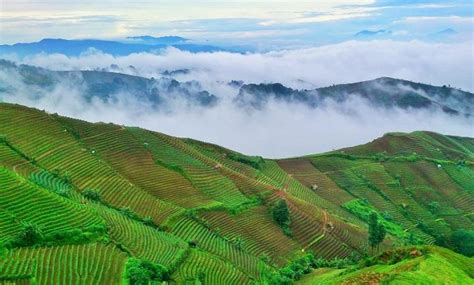 Pesona kebun teh cipasung majalengka jawa barat. Nomor Hp Pengelola Kebun Teh Cipasung Majalengka / Ayo ...