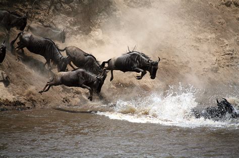 Serengeti Safari Tours And Budget Packages To Serengeti Park