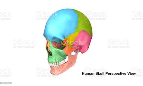 Skull Perspective View Stock Photo Download Image Now Anatomy