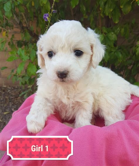 If you are looking for a breeder who can educate you further about the breed and help you find your new family member, you are in the right place. Golden Doodle Puppies For Sale | Tucson, AZ #315002