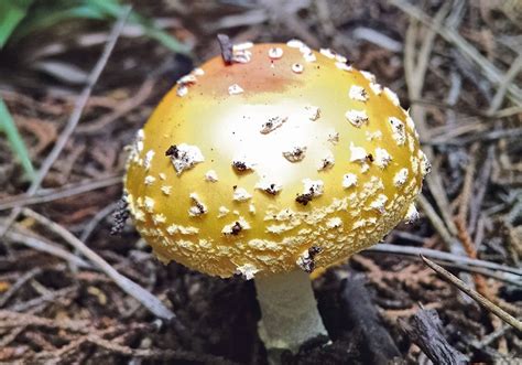 Humungous Fungus Is Largest Living Organism On Earth The Western Producer