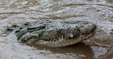 Crocodylus Acutus Head American Crocodile Wikipedia American