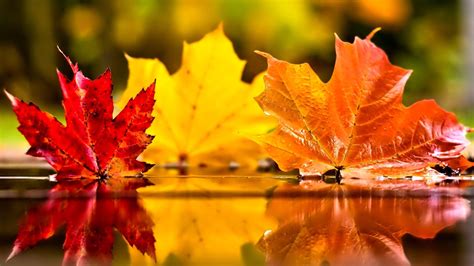 Closeup Of Colorful Autumn Leaves Reflection On Water Blur Background