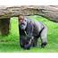 Passing Of A Patriarch Calgary Zoo Gorilla Kakinga Dies At 37 