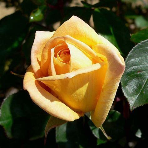Photo Of The Bloom Of Rose Rosa Oregold Posted By Robertduval14