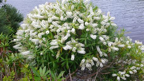 Fluffy Bush Bush On The Shore Of Lough Veagh Donegal Ire Flickr