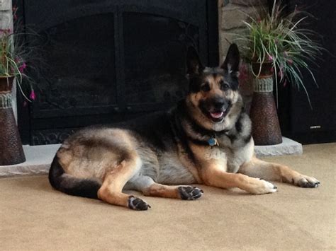 Moose Available German Shepherd Dog At Shepherds Hope Rescue