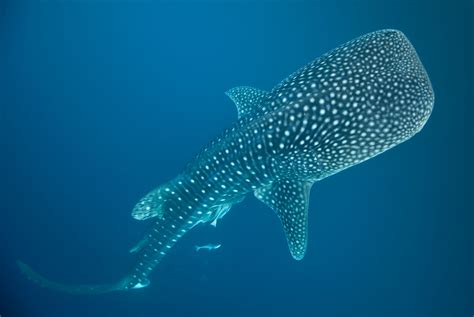 Species Description Whale Shark Cs 2014