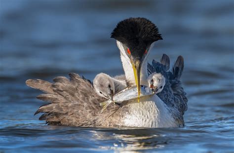 2022 Audubon Photography Awards Winners Show Us Birds As We Rarely See Them