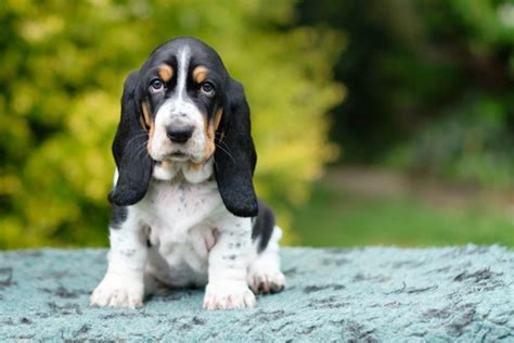 Basset Hound Dogs Breed Information Temperament Size And Price