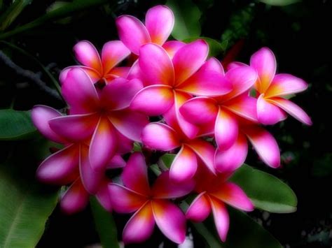 Names And Photos Of Hawaiian Flowers