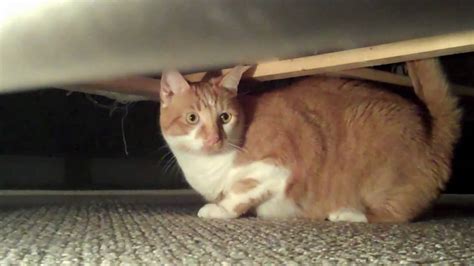 155 Cat Under Bed Youtube