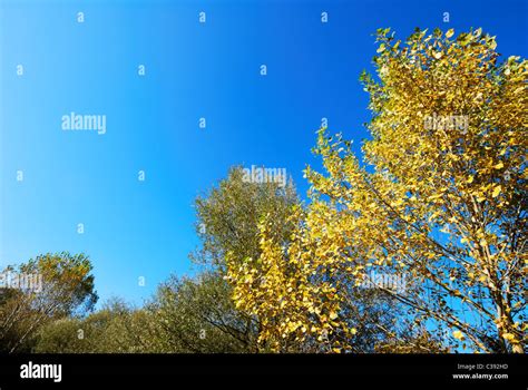 Autumnal Yellow Poplar Tree Tops Against Blue Sky Stock Photo Alamy