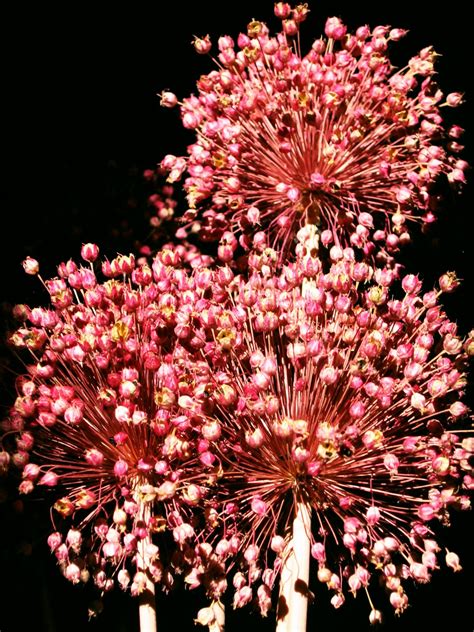 Free Images Branch Blossom Flower Petal Colorful Pink Flora