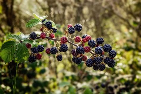 6 Best Berries To Forage This Summer