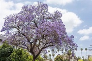 Jacaranda Tree: Plant Care & Growing Guide