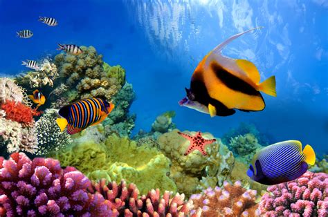Great Barrier Reef The Largest Coral Reef Tourism In The