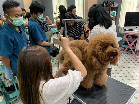 8 Pet Grooming Services In Jakarta That Will Treat Your Pets Like Royalty