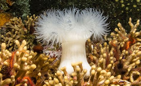 10 Wonderful Underwater Plants