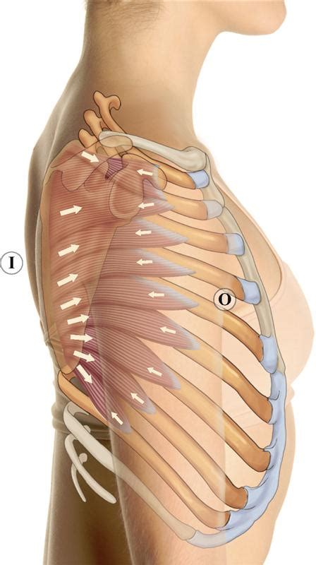 6 Muscles Of The Shoulder Girdle And Arm Musculoskeletal Key