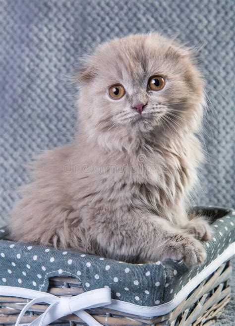 Scottish Fold Highland Fold Kitten Gray Fluffy Cat Stock Image Image