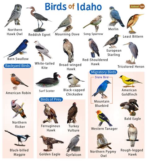 List Of The Common Birds Found In Idaho Facts With Pictures