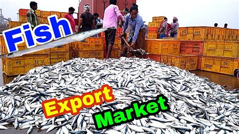 Indias Biggest Fish Market Export Market In Odisha Youtube