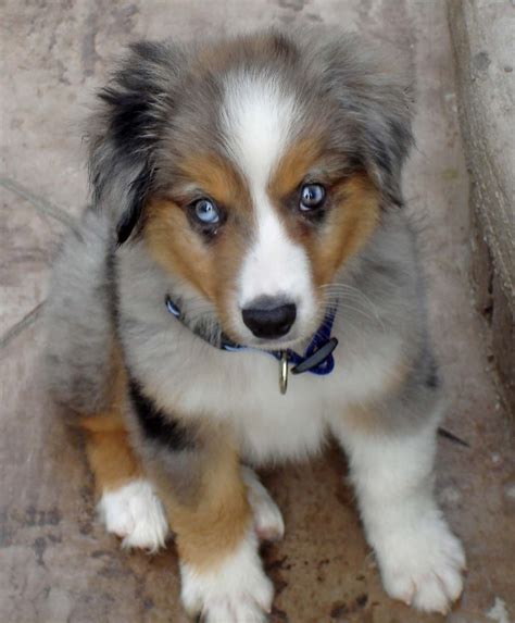 This may be surprising for a description of the australian shepherd. Herding Puppies Pictures