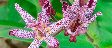 Toad Lilies Chicago Botanic Garden