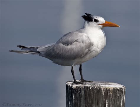 I Heart Florida Birds Royal Terns