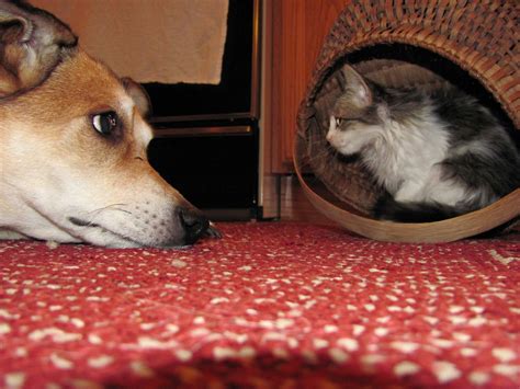 Cats And Dogs Get Along 35 Pics Amazing Creatures