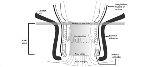 Anatomical Scheme Of Anal Canal Levator Ani Longitudinal Muscle O Download Scientific Diagram
