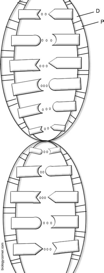 Deoxyribose has one oxygen less at c2 the double helical structure of dna derives its strength from chargaff's rule. DNA vs. RNA reading and coloring guide | Teaching 7th ...