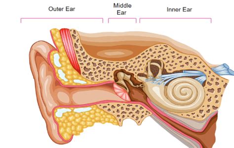 Ear Anatomy Canadian Media Concentration Research Project