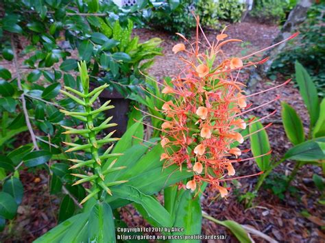 Ginger Lilies Plant Care And Collection Of Varieties