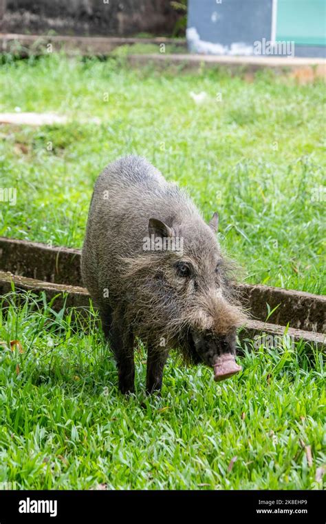 Sunda Bearded Pig Hi Res Stock Photography And Images Alamy