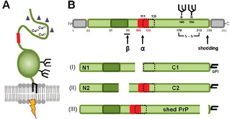 Schematic Representation Of The Prion Protein A The Prion Protein Is Download Scientific