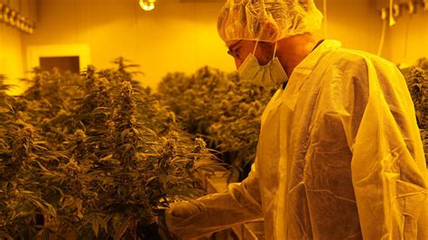Der Hype Ums Gras Cannabisfirmen Wittern Großes Geschäft
