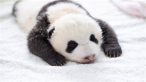 Cute Baby Pandas Sleeping