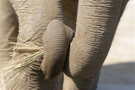 Yun Free Stock Photos No 5954 Asian Elephants Nose Clean Japan