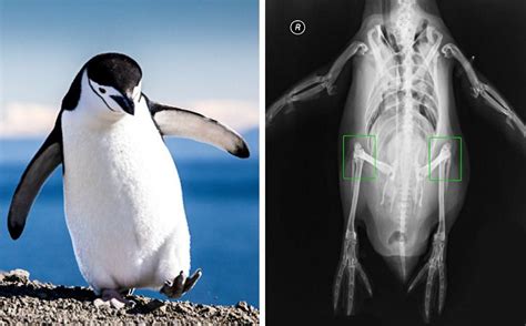 Peneliti Melakukan X Ray Terhadap Kaki Penguin Begini