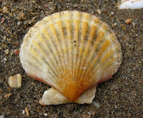 Scallop Shell Found On Fenella Beach Iom Lisa Smith Flickr