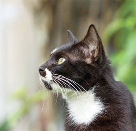 Learn About The Mixed Cat Breed From A Trusted Veterinarian