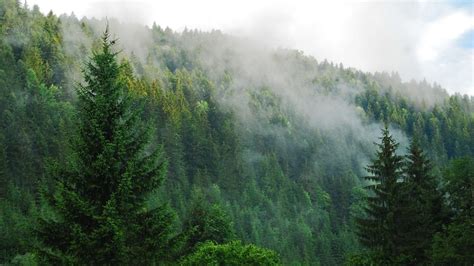 Fog Over A Pine Forest Wallpaper Fondos De Pantalla Bosques Fondos