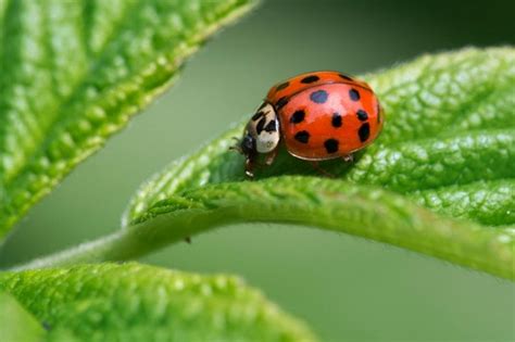 meet the std riddled harlequin ladybird leading the invasion on uk homes metro news