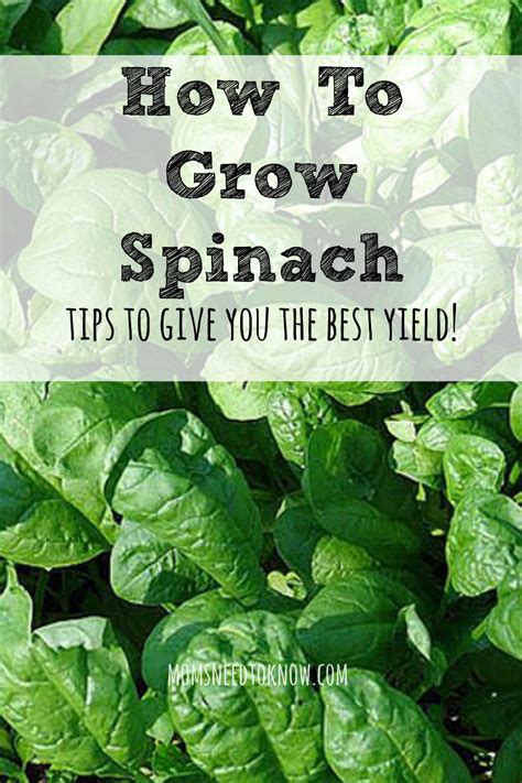How To Grow Spinach In Your Garden Moms Need To Know